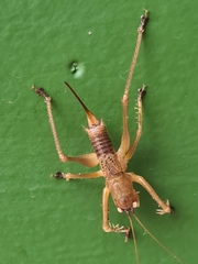 Listroscelidinae