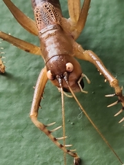 Listroscelidinae