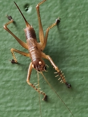 Listroscelidinae