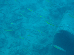 Pterocaesio chrysozona