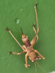 Listroscelidinae