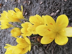 Sternbergia