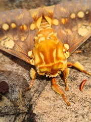 Citheronia hamifera