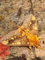 Citheronia hamifera
