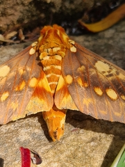 Citheronia hamifera