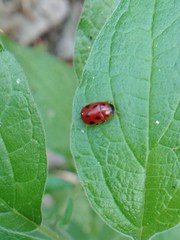 Gonioctena fornicata
