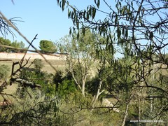 Prunus amygdalus