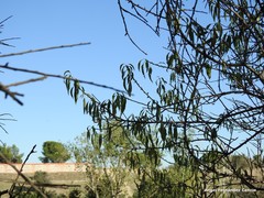 Prunus amygdalus
