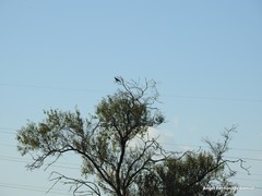 Columba palumbus