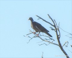 Columba palumbus