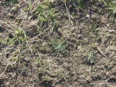 Plantago coronopus