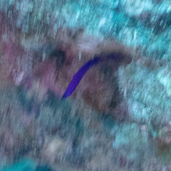 Pseudochromis fridmani