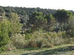 Pinus halepensis