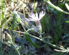 Centaurea aristata