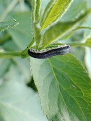 Macrophya alboannulata