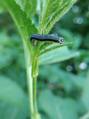 Macrophya alboannulata