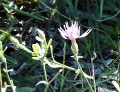 Centaurea aristata
