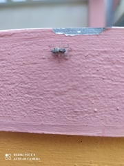 Menemerus bivittatus