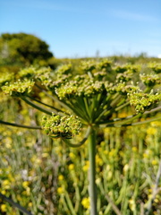 Cynorhiza typica