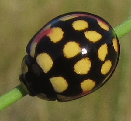 Cheilomenes