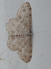 Scopula plantagenaria