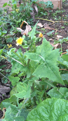 Sonchus oleraceus