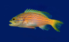 Harlequin Hind photo 2