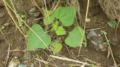 Xanthium strumarium canadense