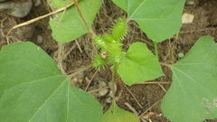 Xanthium strumarium canadense