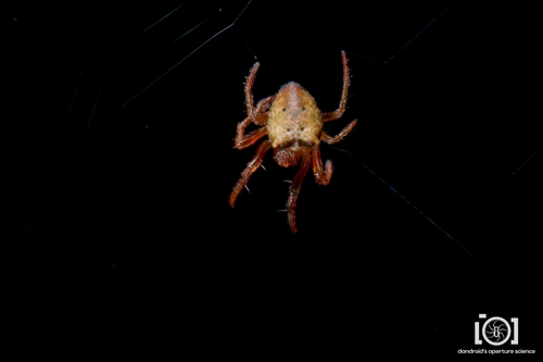 Scoloderus nigriceps
