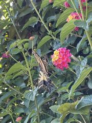 Papilio multicaudata multicaudata