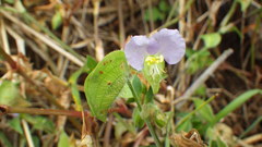 Commelina communis