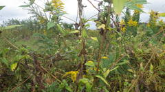 Glycine max soja