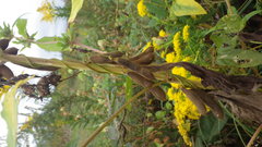 Glycine max soja
