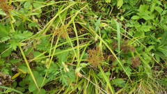 Cyperus odoratus