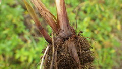 Cyperus odoratus