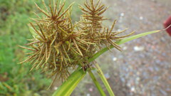 Cyperus odoratus