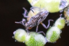 Microvelia pulchella