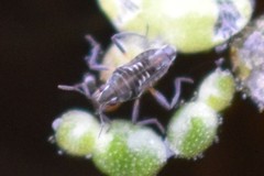 Microvelia pulchella