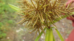 Cyperus odoratus