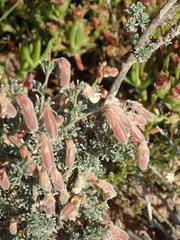 Wiborgia sericea