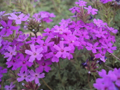 Glandularia tenera