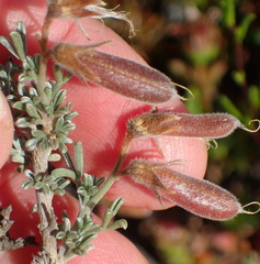Wiborgia sericea