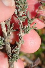 Wiborgia sericea