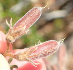Wiborgia sericea