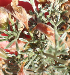 Wiborgia sericea