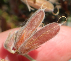 Wiborgia sericea