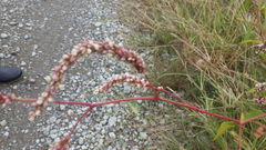Persicaria lapathifolia lapathifolia