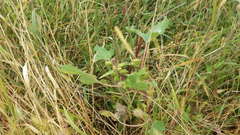 Xanthium strumarium canadense