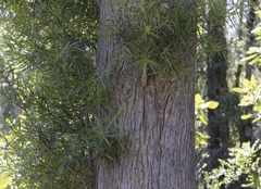 Podocarpus salignus